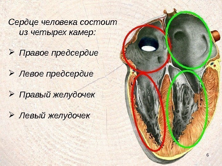 6 Сердце человека состоит из четырех камер:  Правое предсердие Левое предсердие Правый желудочек