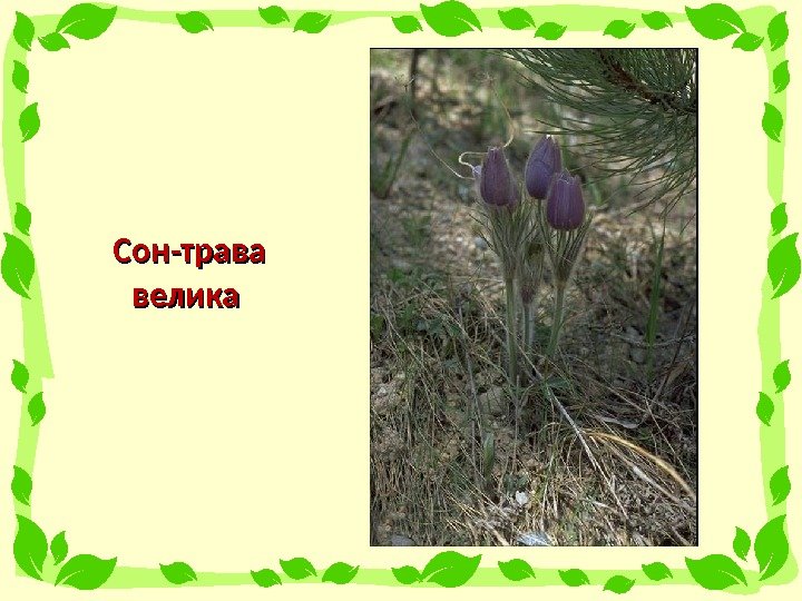 Сон-трава велика 