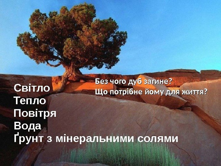 Світло Тепло Повітря Вода Ґрунт з мінеральними солями Без чого дуб загине? Що потрібне