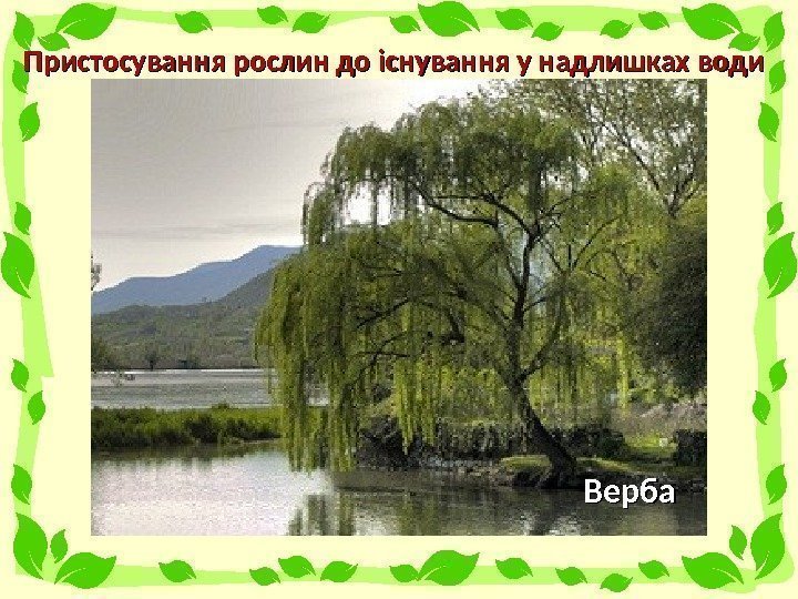 Пристосування рослин до існування у надлишках води Латаття Лотос Рогіз Ряска Верба 