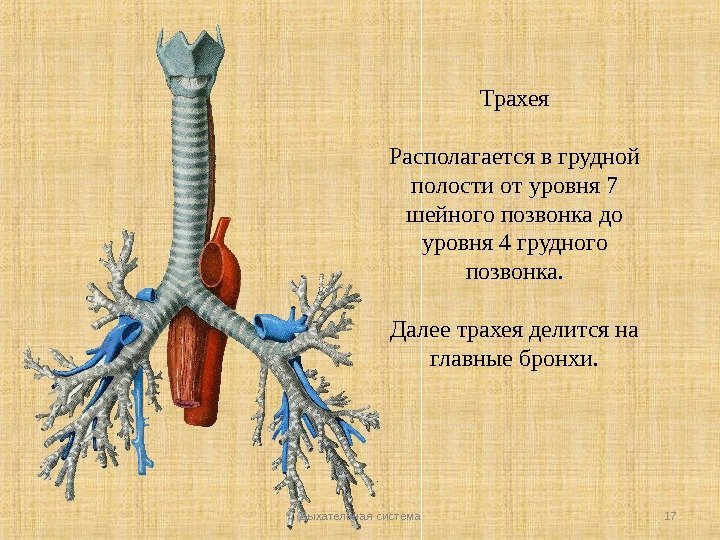 Трахея Располагается в грудной полости от уровня 7 шейного позвонка до уровня 4 грудного