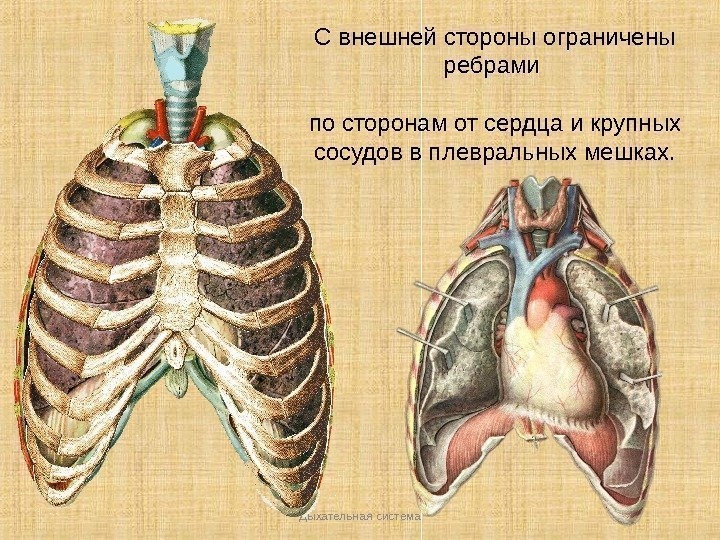Дыхательная система С внешней стороны ограничены ребрами по сторонам от сердца и крупных сосудов