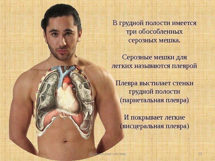 Дыхательная система 23 В грудной полости имеется три обособленных серозных мешка. Серозные мешки для