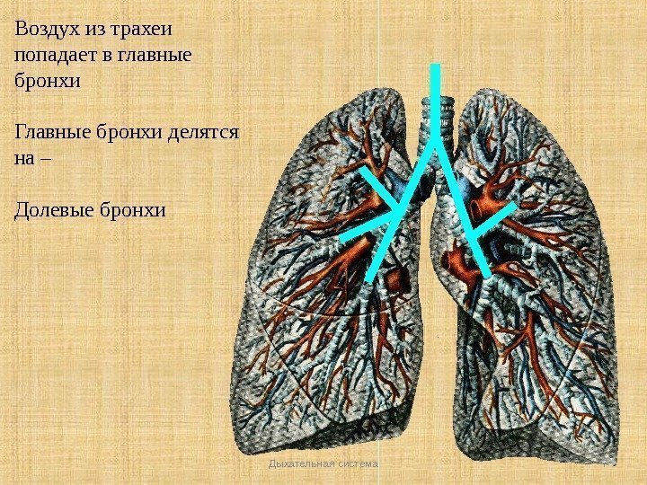 Дыхательная система 7 Воздух из трахеи попадает в главные бронхи Главные бронхи делятся на