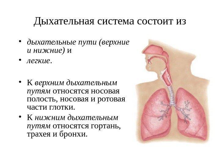   Дыхательная система состоит из • дыхательные пути (верхние и нижние) и 