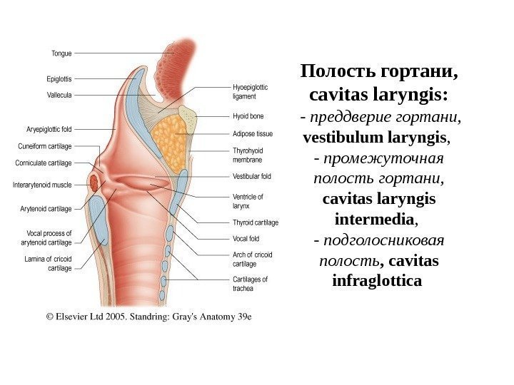   Полость гортани,  cavitas laryngis :  - преддверие гортани,  vestibulum