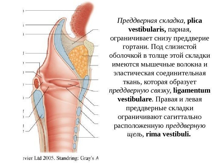   Преддверная складка,  plica vestibularis,  парная,  ограничивает снизу преддверие гортани.