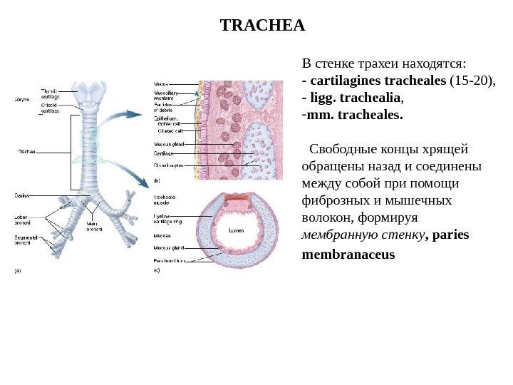   В стенке трахеи находятся: - cartilagines tracheales (15 -20),  - ligg.