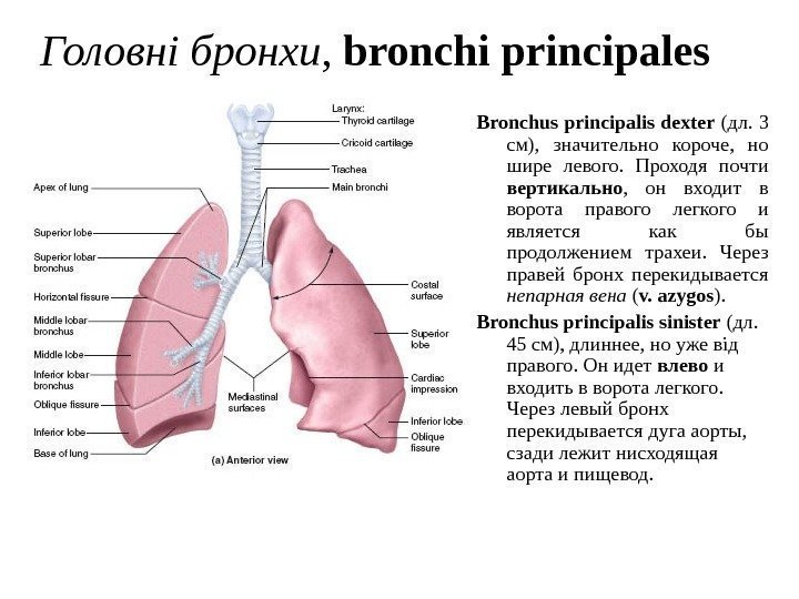   Головн i бронхи ,  bronchi principales  Bronchus principalis dexter (