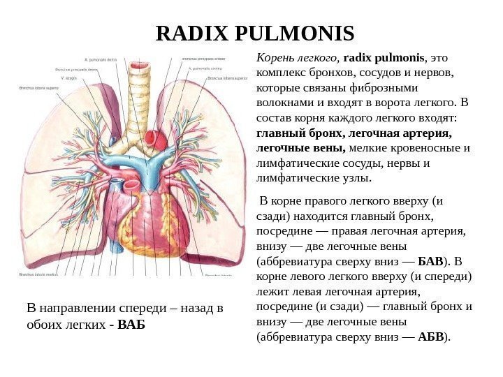   RADIX PULMONIS Корень легкого,  radix pulmonis , это комплекс бронхов, сосудов