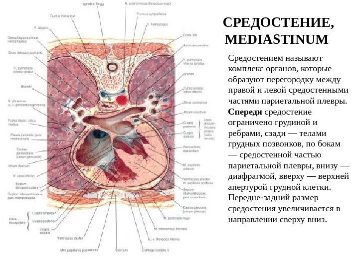  СРЕДОСТЕНИЕ,  MEDIASTINUM  Средостением называют комплекс органов, которые образуют пе регородку