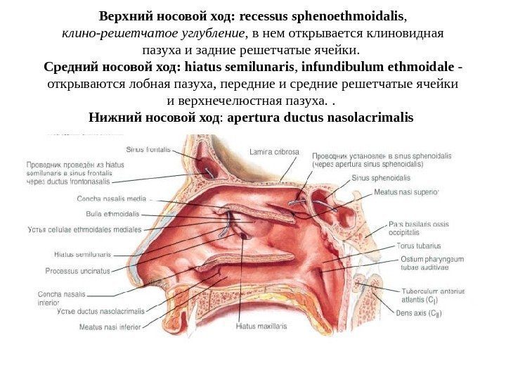   Верхний носовой ход :  recessus sphenoethmoidalis ,  клино-решетчатое углубление ,