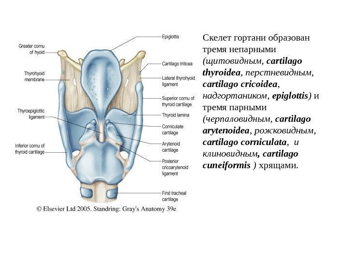   Скелет гортани образован тремя непарными  (щитовидным,  cartilago  thyroidea ,