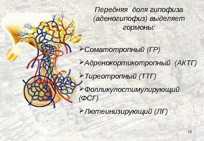 19 Передняя доля гипофиза (аденогипофиз) выделяет гормоны:  Соматотропный (ГР)  Адренокортикотропный (АКТГ) Тиреотропный