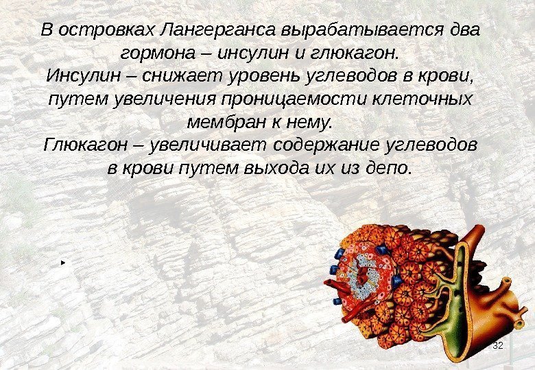 32 В островках Лангерганса вырабатывается два гормона – инсулин и глюкагон. Инсулин – снижает