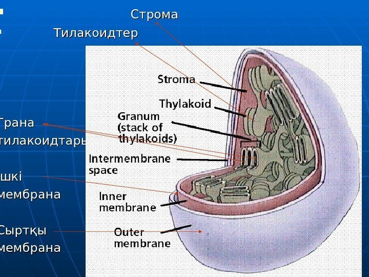      Строма     Тилакоидтер Грана тилакоидтары Ішкі