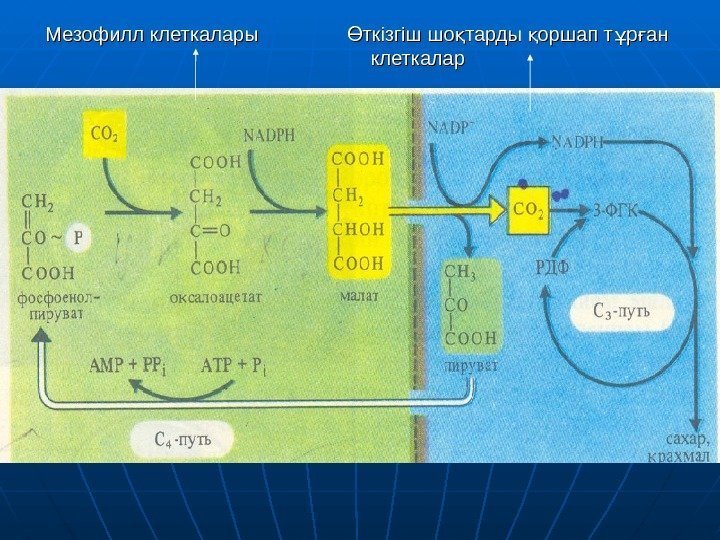  Мезофилл клеткалары   ткізгіш шо тарды оршап т р ан  Ө