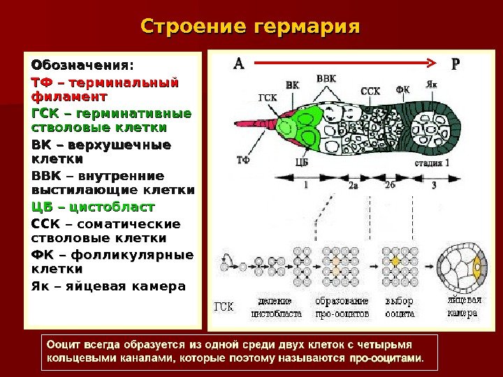 Строение гермария  Обозначения: ТФТФ  –– терминальный филамент ГСКГСК  –– герминативные стволовые