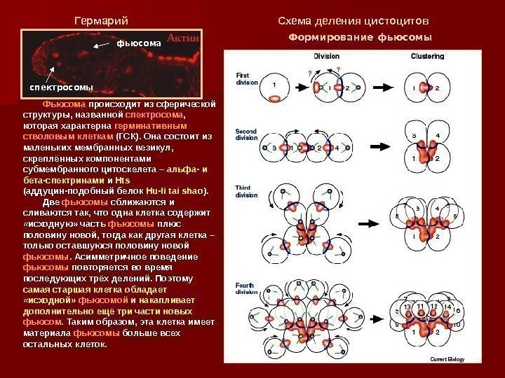 Фьюсома происходит из сферической структуры, названной спектросома ,  которая характерна герминативным стволовым клеткам