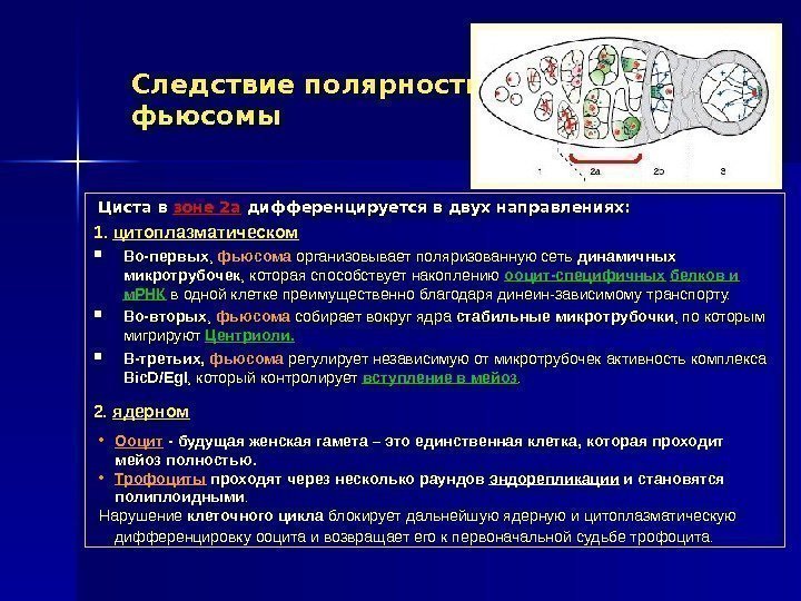 Следствие полярности фьюсомы  Циста в зоне 2 а дифференцируется в двух направлениях: 