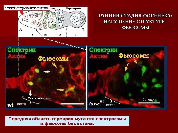 Передняя область гермария мутанта: спектросомы и фьюсомы без актина. ниша Стволовые клетки Гермарий. Стволовые