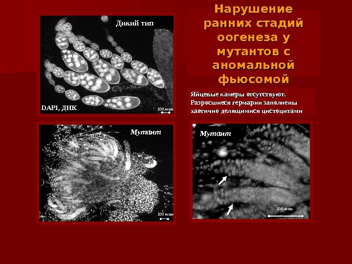 Нарушение ранних стадий оогенеза у мутантов с аномальной фьюсомой Мутант  Яйцевые камеры отсутствуют.