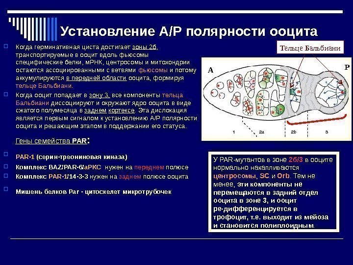 Установление A / P полярности ооцита  Когда герминативная циста достигает зоны 2 б