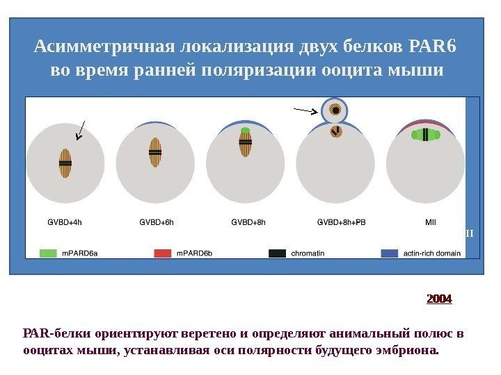 Current Biology, Vol. 14, 520– 525, March 23, 2004, Асимметричная локализация двух белков PAR