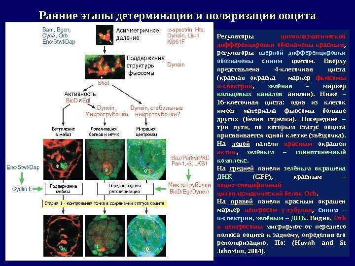 Регуляторы цитоплазматической дифференцировки обозначены красным ,  регуляторы ядерной дифференцировки обозначены синим  цветом.