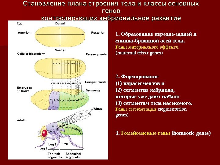 Становление плана строения тела и классы основных генов контролирующих эмбриональное развитие 1. Образование передне-задней