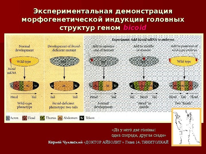 Экспериментальная демонстрация морфогенетической индукции головных структур геном  bicoid «Да у него две головы: