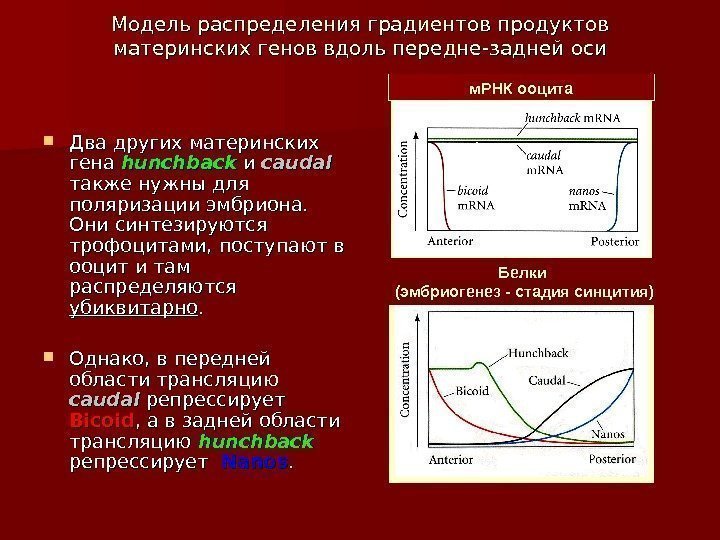 Модель распределения градиентов продуктов материнских генов вдоль передне-задней оси Два других материнских гена hunchback