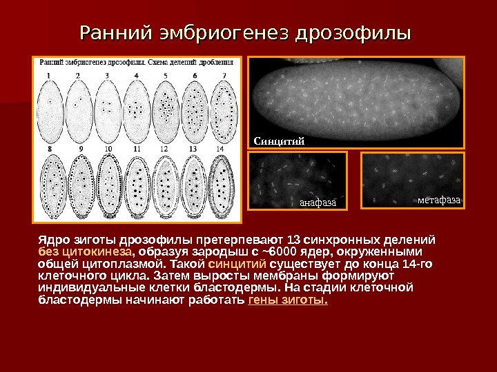 Ранний эмбриогенез дрозофилы Ядро зиготы дрозофилы претерпевают 13 синхронных делений без цитокинеза , образуя