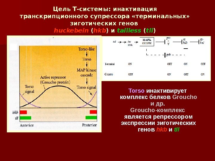 Цель Т-системы: инактивация транскрипционного супрессора «терминальных»  зиготических генов huckebein ( hkb ) и