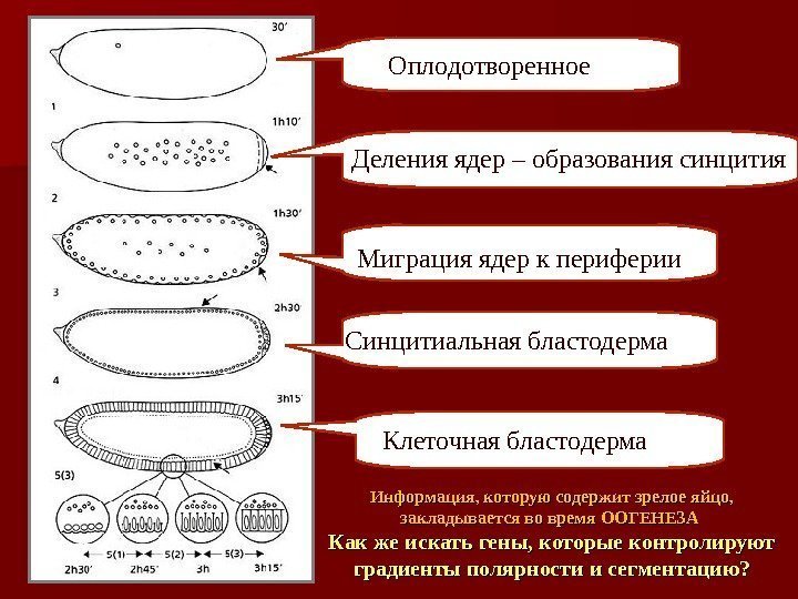 Оплодотворенное яйцо Миграция ядер к периферии Синцитиальная бластодерма. Деления ядер – образования синцития Синцитиальная