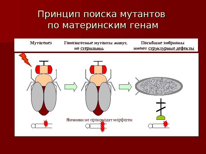 Принцип поиска мутантов по материнским генам   Мутагенез  Гомозиготные мутанты живут, 