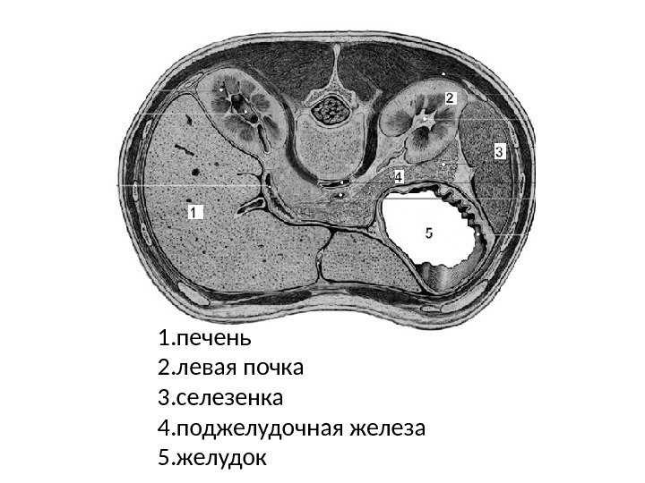 1. печень 2. левая почка 3. селезенка 4. поджелудочная железа 5. желудок 