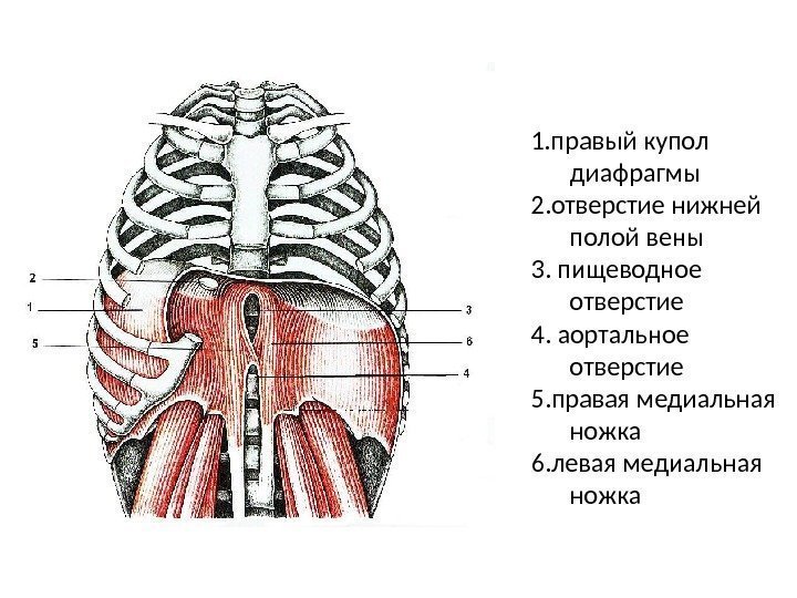 1. правый купол диафрагмы 2. отверстие нижней полой вены 3. пищеводное отверстие 4. аортальное