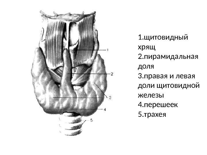 1. щитовидный хрящ 2. пирамидальная доля 3. правая и левая доли щитовидной железы 4.