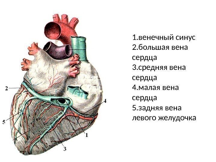 1. венечный синус 2. большая вена сердца 3. средняя вена сердца 4. малая вена