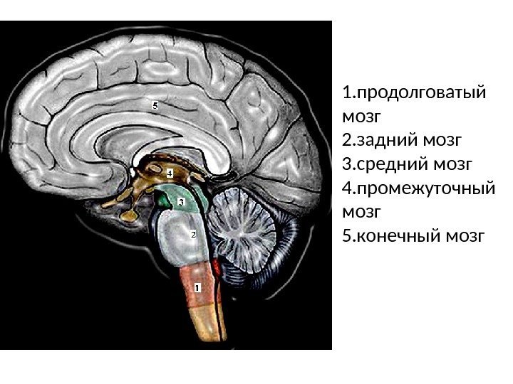1. продолговатый мозг 2. задний мозг 3. средний мозг 4. промежуточный мозг 5. конечный