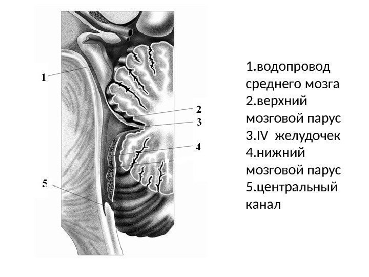 1. водопровод среднего мозга 2. верхний мозговой парус 3. IV желудочек 4. нижний мозговой