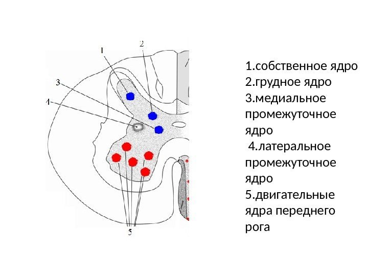 1. собственное ядро 2. грудное ядро 3. медиальное промежуточное ядро 4. латеральное промежуточное ядро