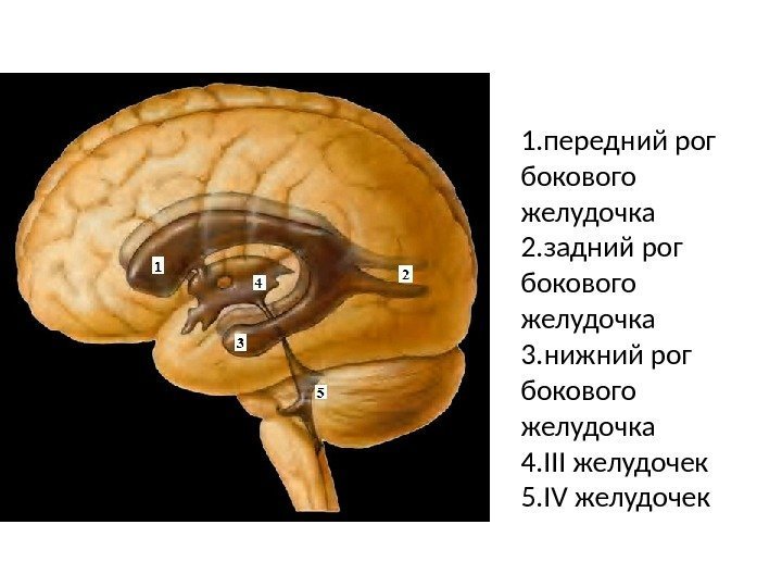 1. передний рог бокового желудочка 2. задний рог бокового желудочка 3. нижний рог бокового