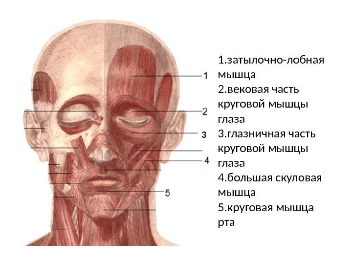 1. затылочно-лобная мышца 2. вековая часть круговой мышцы глаза 3. глазничная часть круговой мышцы