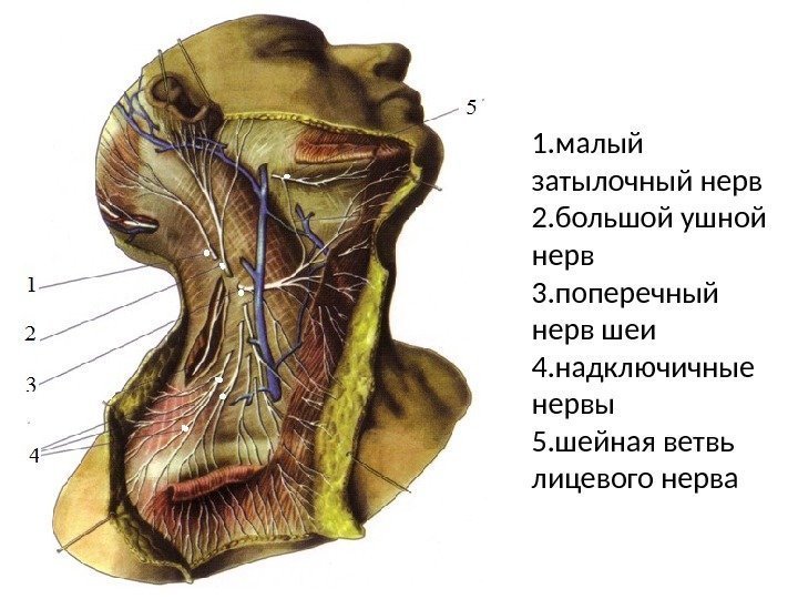 1. малый затылочный нерв 2. большой ушной нерв 3. поперечный нерв шеи 4. надключичные