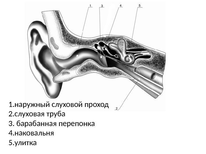 1. наружный слуховой проход 2. слуховая труба 3. барабанная перепонка 4. наковальня 5. улитка