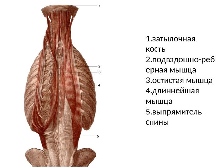 1. затылочная кость 2. подвздошно-реб ерная мышца 3. остистая мышца 4. длиннейшая мышца 5.
