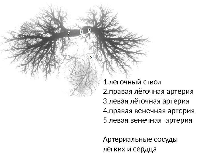 1. легочный ствол 2. правая лёгочная артерия 3. левая лёгочная артерия 4. правая венечная