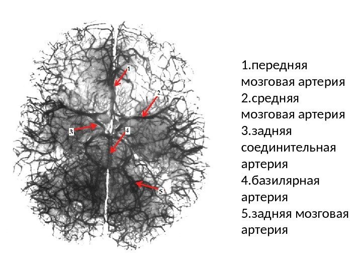1. передняя мозговая артерия 2. средняя мозговая артерия 3. задняя соединительная артерия 4. базилярная